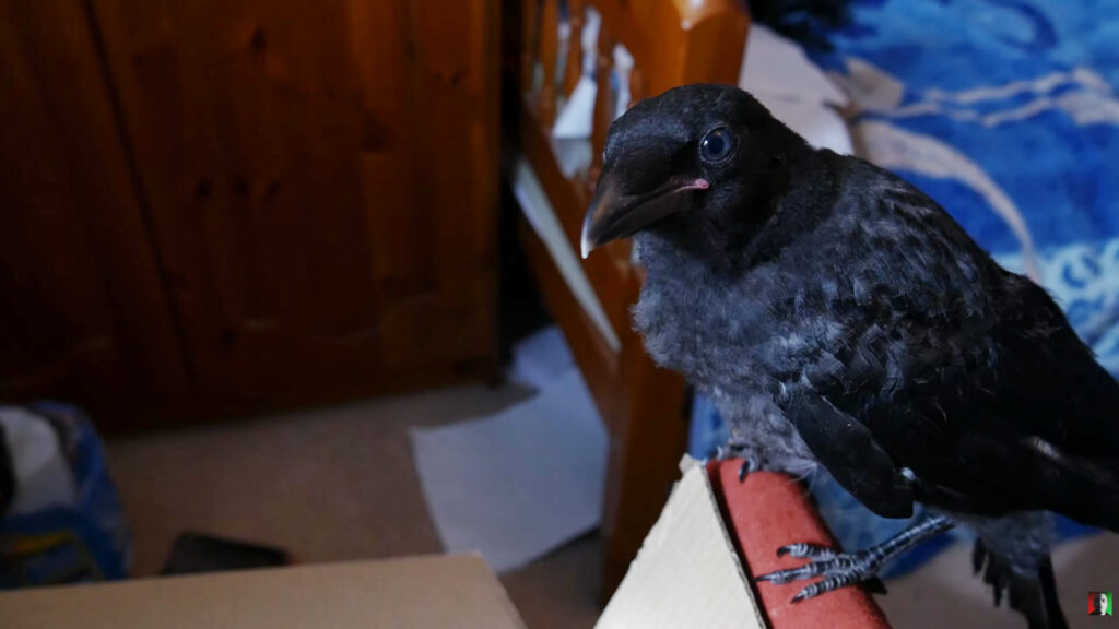 A frame from the G7's video